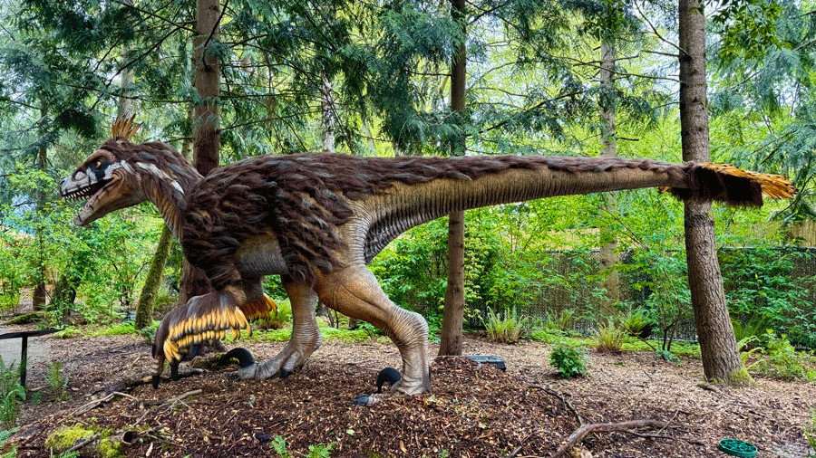 Lifelike Utahraptor dinosaur with feathers and a long tail at Woodland Park Zoo's new exhibit