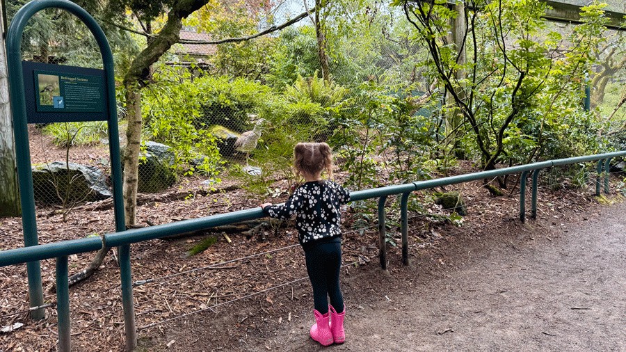 kid looking at birds at Woodland Park Zoo
