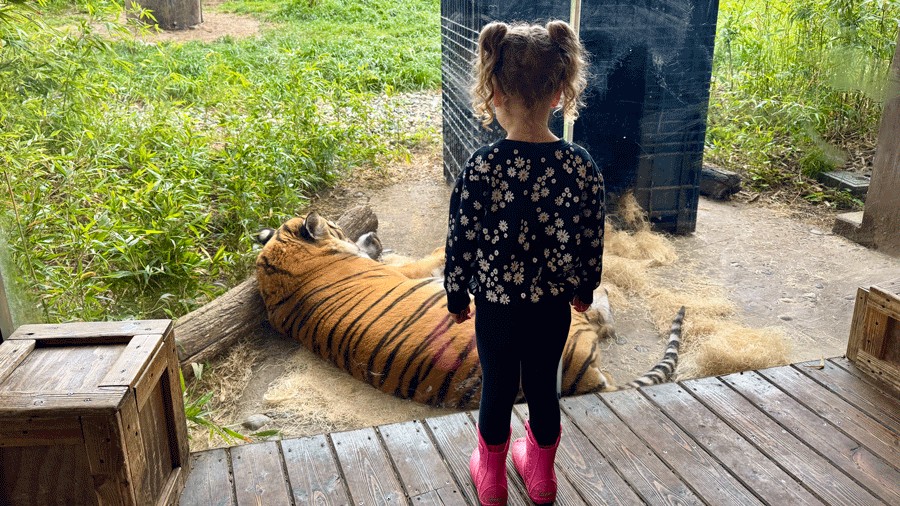 young kid staring at tiger up close at Woodland Park Zoo in the Banyan Wilds