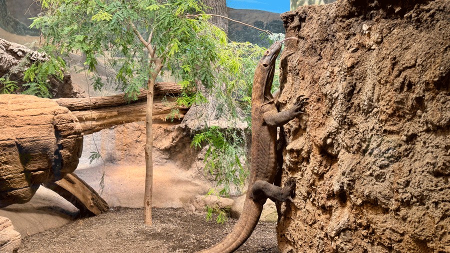 Komodo dragon climbing a rock wall in its habitat in the Reptile Realm at the zoo