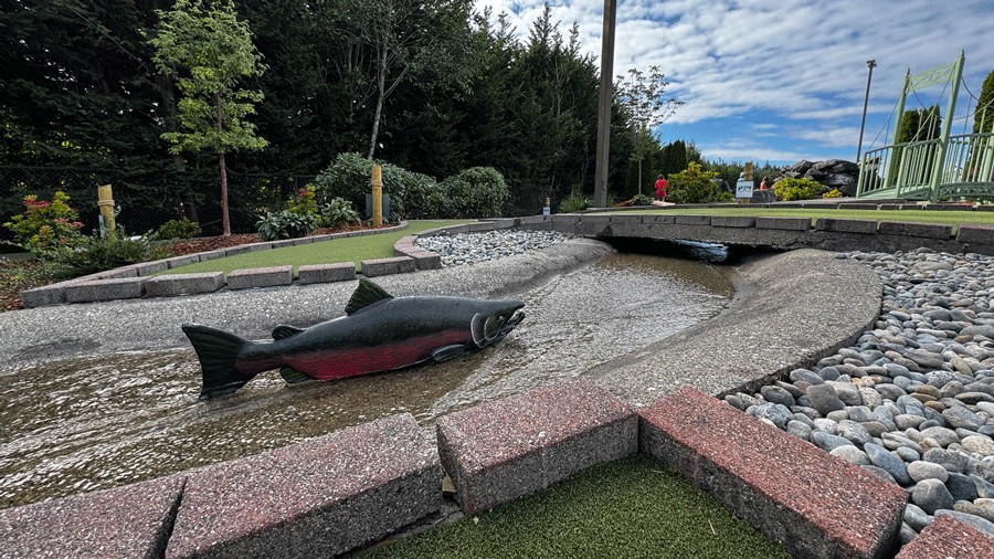 salmon swimming upstream on a mini golf course in gig harbor