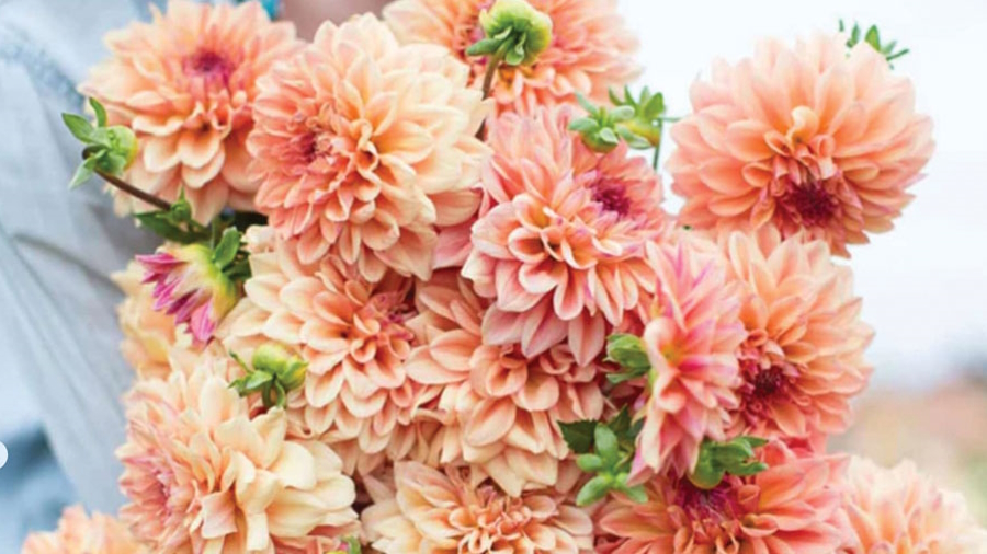 Photo courtesy of West Seattle Flower Farm flower farm seattle