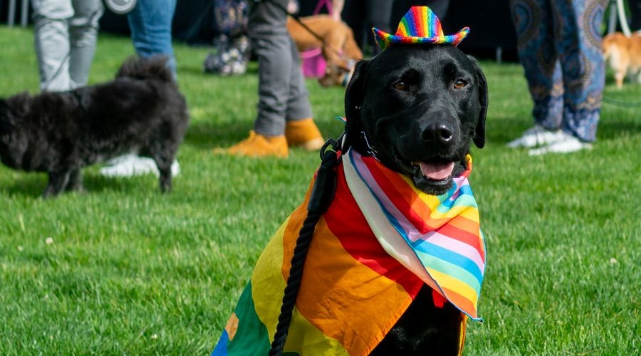 Dog walk for Pride at Downton Bellevue Park