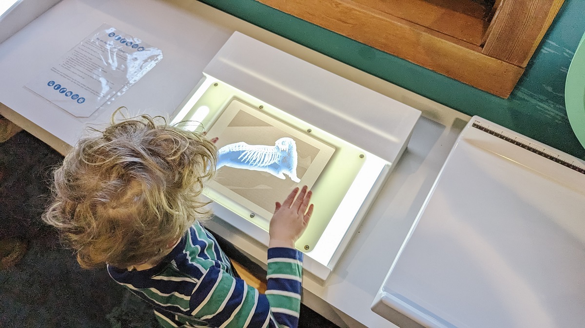 Boy looking at a light slide at Caring Cove indoor play area at the Seattle Aquarium
