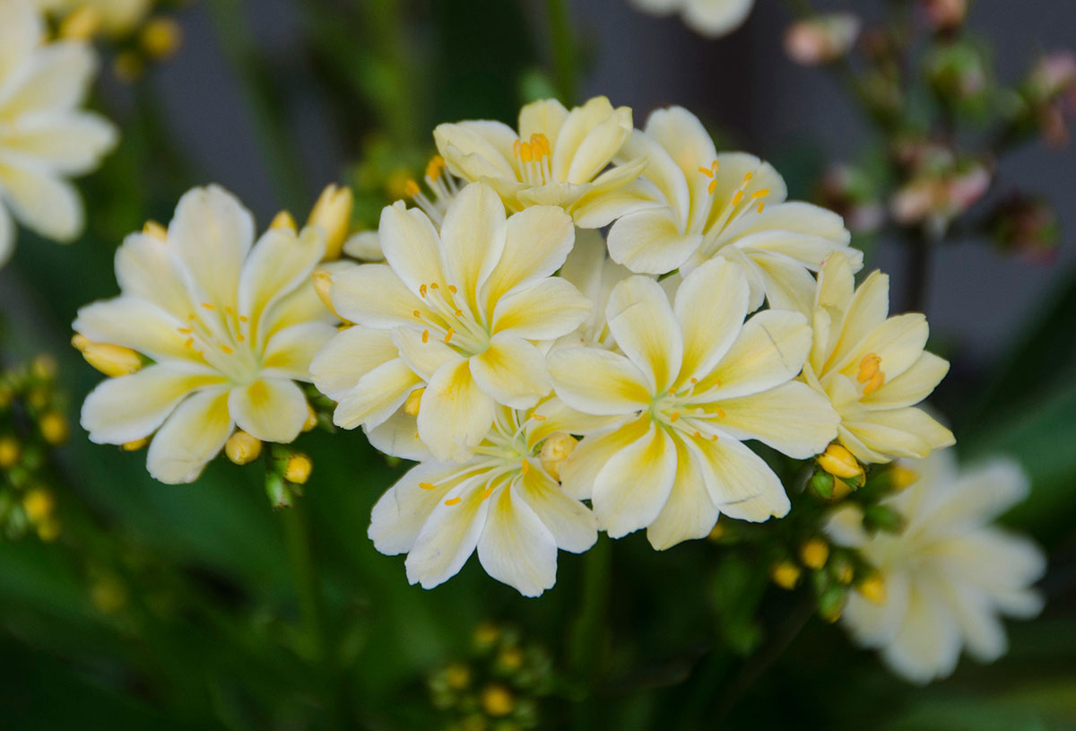 Bellevue Botanical Garden is one of the best picnic spots for families who like flowers