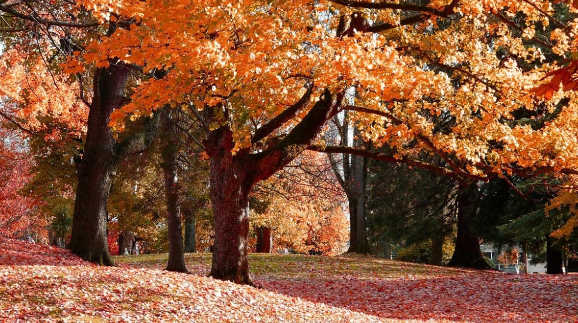 Fall colors in Wright Park tacoma