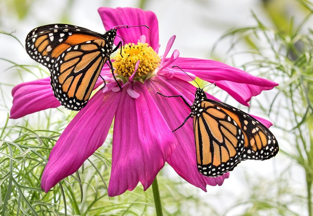 Woodland Park Zoo’s Delightful Butterfly Garden Opens for the Season