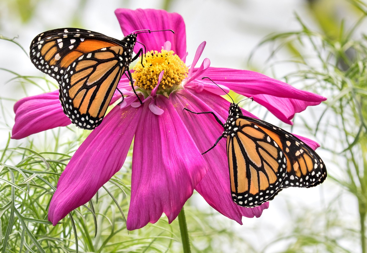Orange and black monarch butterflies rest on a pretty pink flower at Woodland Park Zoo's Molbak's Butterfly Garden opening for the season Memorial Day Weekend 2022