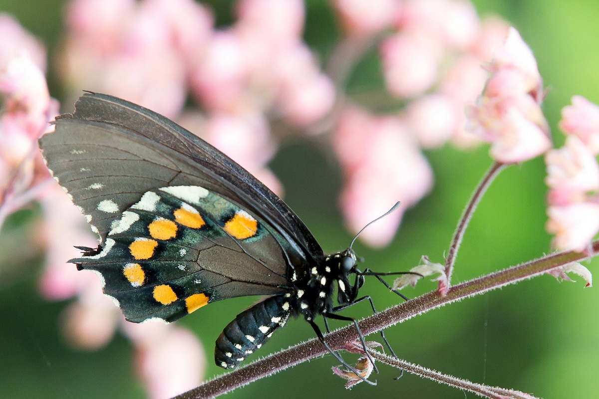 A butterfly in the Molbak’s Butterfly Garden at Seattle’s Woodland Park Zoo
