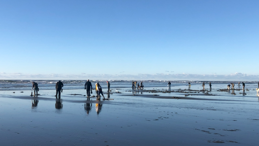 Dig for Your Dinner: The Ultimate Northwest Family Clamming Guide