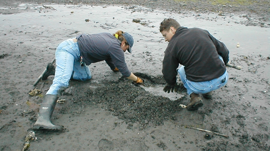 people digging in the sand Washington clamming