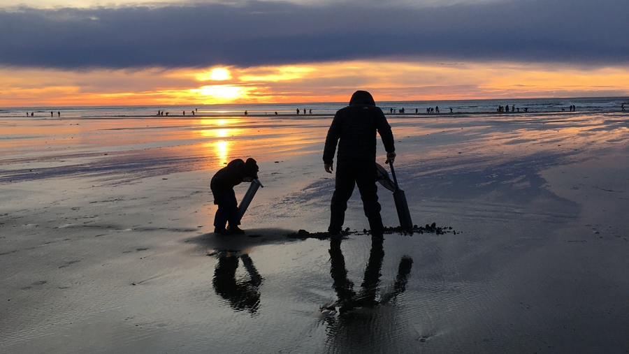 Digging for clams on one of Washington's great beaches