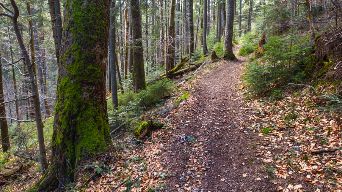 A beautiful forest trail in a pacific northwest forest makes a great location for a kid-friendly fall hike