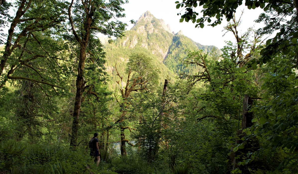 Young hiker looking up at the view from the Oxbow Loop trail family hikes near Seattle along the middle forlk Snoqualmie Road.