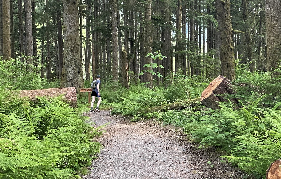 A young hiker hikes along the family-friendly and ADA accessible Camp Brown Trail along the Middle Fork Road near Seattle