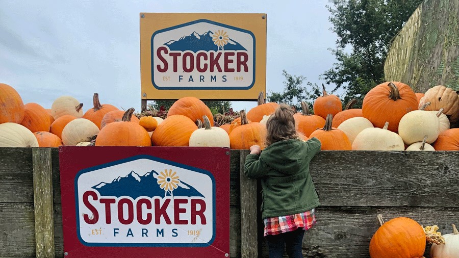 Young girl picks pumpkins at Stocker Farms fall festival near Seattle