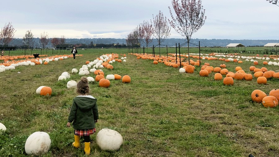 Young girl in the pumpkin patch at Stocker Farms near Seattle for a fall festival