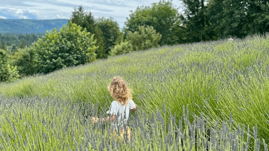 Best Lavender Farms Around Puget Sound for Your Fun Family Frolic