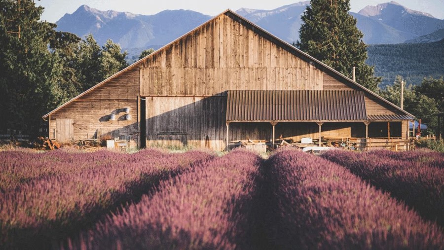 The lavender fields and barn at B&B Family Farm in Sequim
