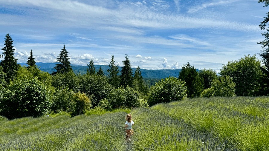 The views from the lavender field at Arlington Lavender Farm