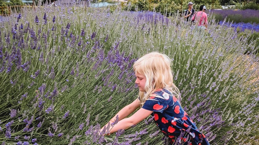 Young girl smelling flowers in the fields at Lavender Hill Farm on Vashon Island