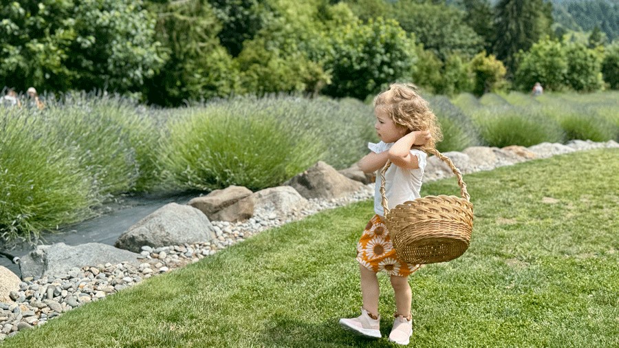 Young girl carrying basket for U-pick lavender at a farm near Seattle