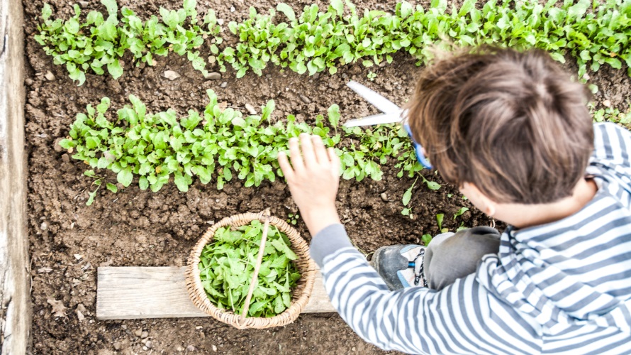 boy planting arugula