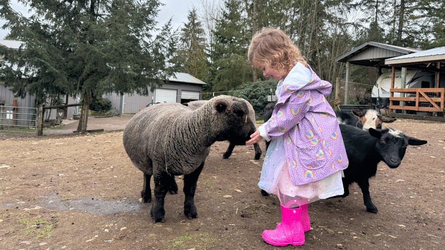 young girl feeding sheep at a Mother’s Day picnic on a farm