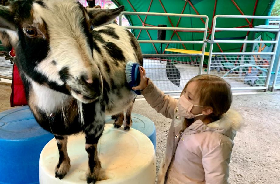 Family Field Trip: Groovy Goats at Point Defiance Zoo & Aquarium