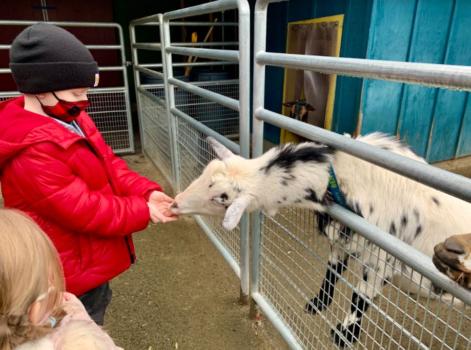 kid feeding the goats at PDZA