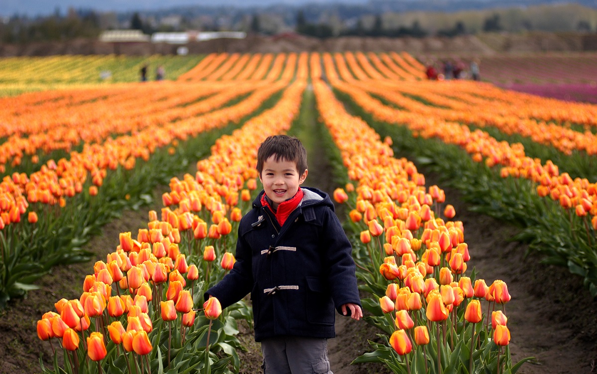 A young boy in a brown toggle coat poses in front of a field of gorgeous tulips during the Skagit Valley Tulip Festival held in April every year