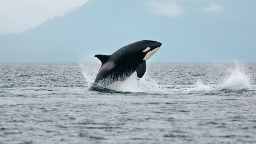 Orca whale best earth day movies for kids