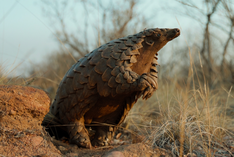 Pangolin Kulu