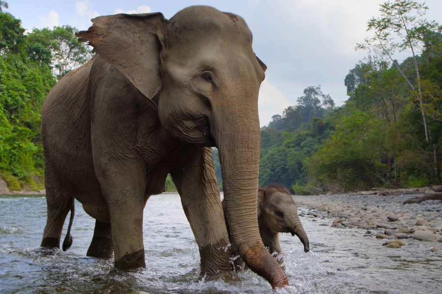 elephants from the show Our Great National Parks
