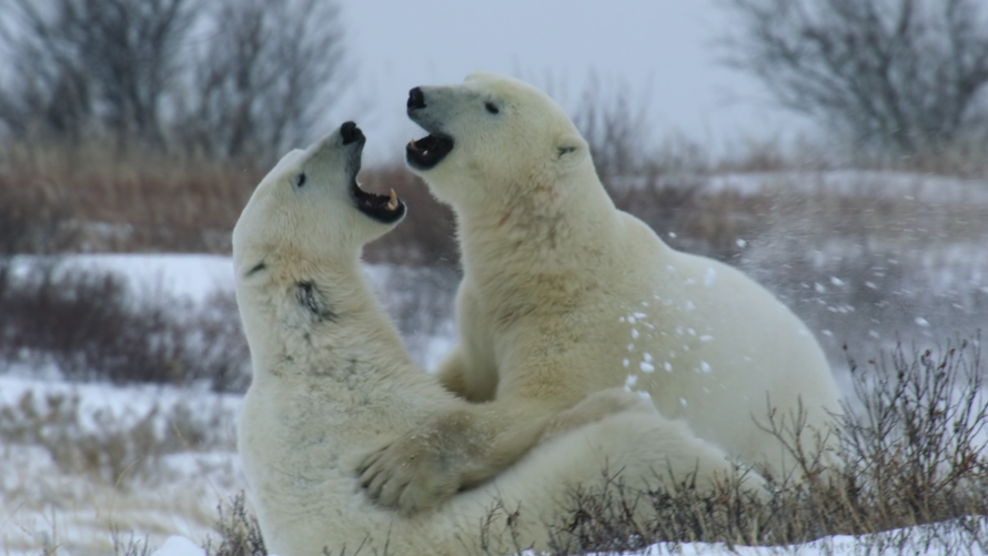 Our Living World best earth day movies for kids