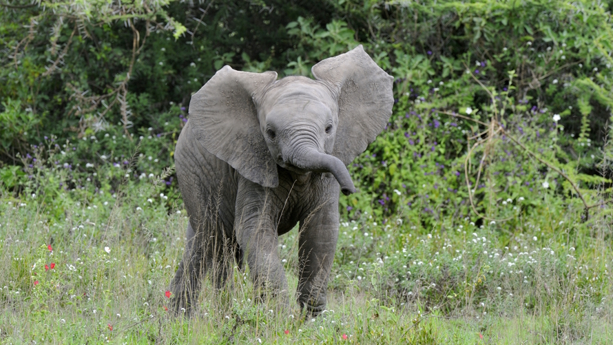 Baby elephant best earth day movies for kids