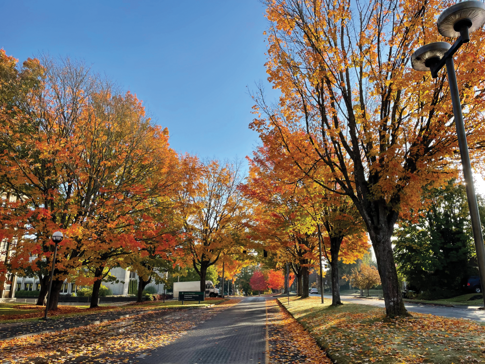 Tree lined street at Maple Park in Olympia, Washington