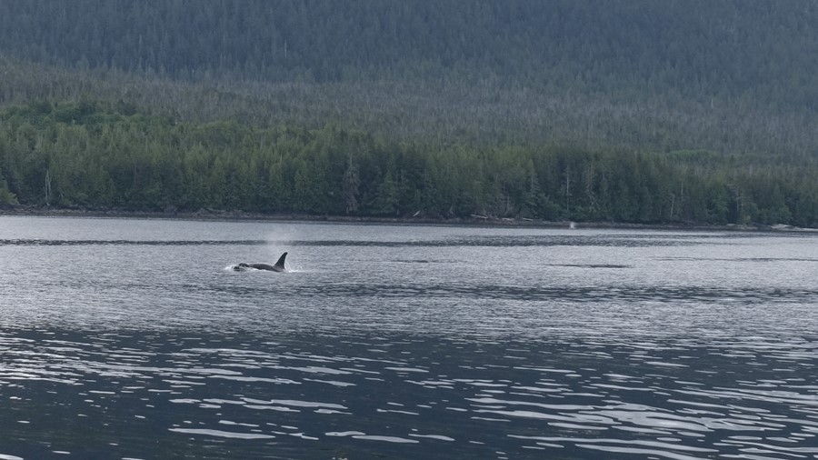 A whale surfaces on the water during an Alaskan cruise