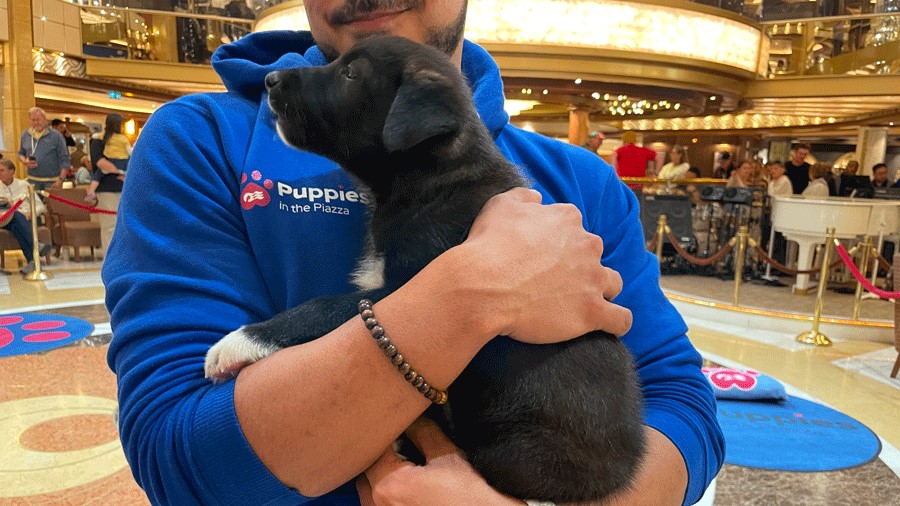 Person holding a puppy during a cruise ship activity on Princess Alaskan cruises