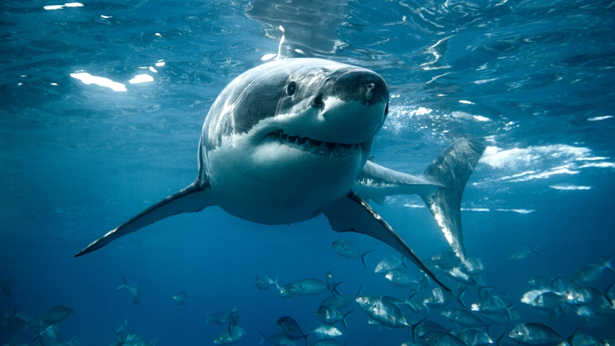 New on Netflix and Disney+ for kids in July shark swimming for shark week