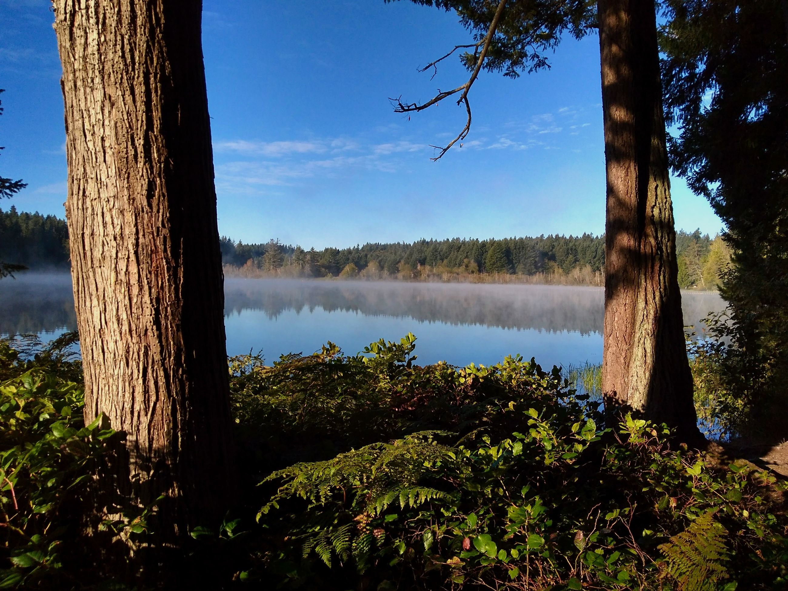 Millersylvania State Park view of Deep Lake through the trees campgrounds near Seattle for families and kids
