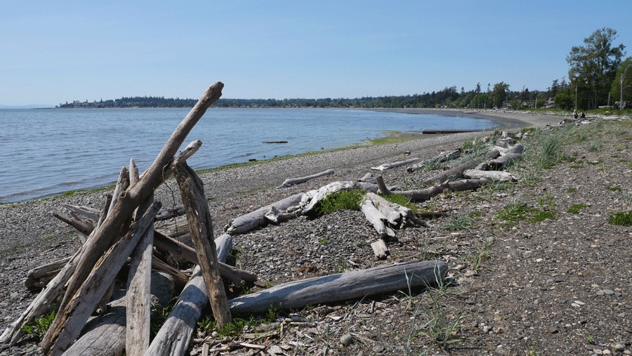 logs along washington campground birch bay state park along Puget Sound