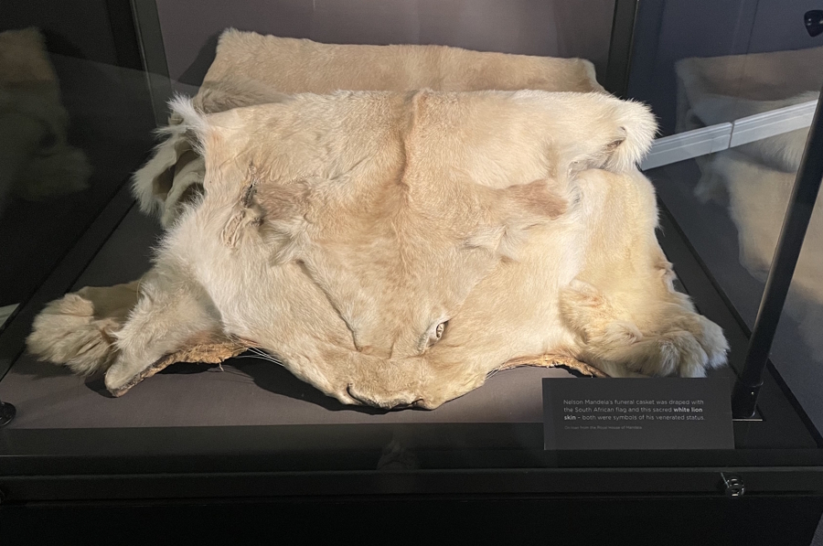 white lion skin