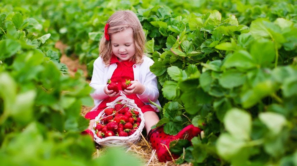 Farms for Strawberry Picking Around Seattle, the Eastside and South Sound