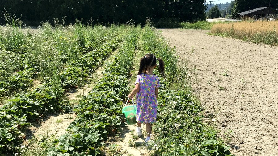 Young girl picks strawberries near Seattle in a U-pick field.