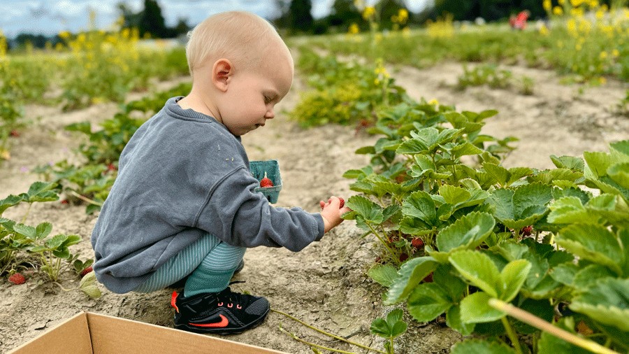 young boy picking strawberries at Duris Farm during summer