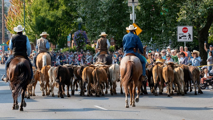 Horses and cattle in the Washington State Fair rodeo parade in Puyallup