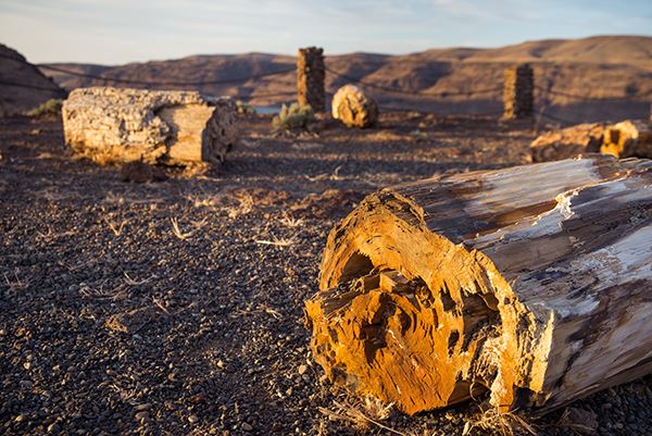 Petrified wood at Ginkgoo Petrified Forest State Park