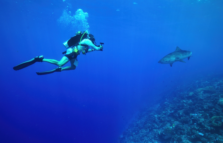 A diver taking a picture of a shark underwater