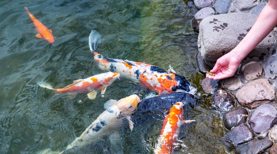 Feeding hungry koi at the Seattle Japanese Garden